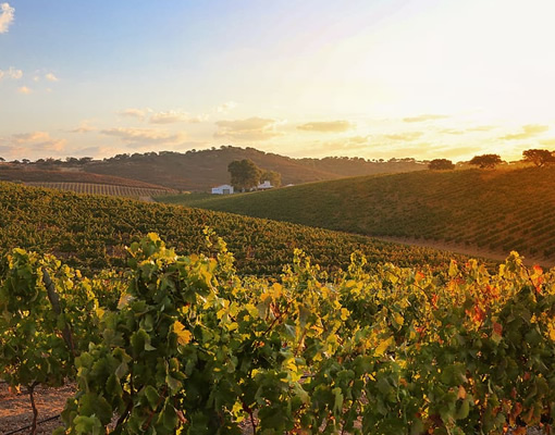Alentejo Wine Route