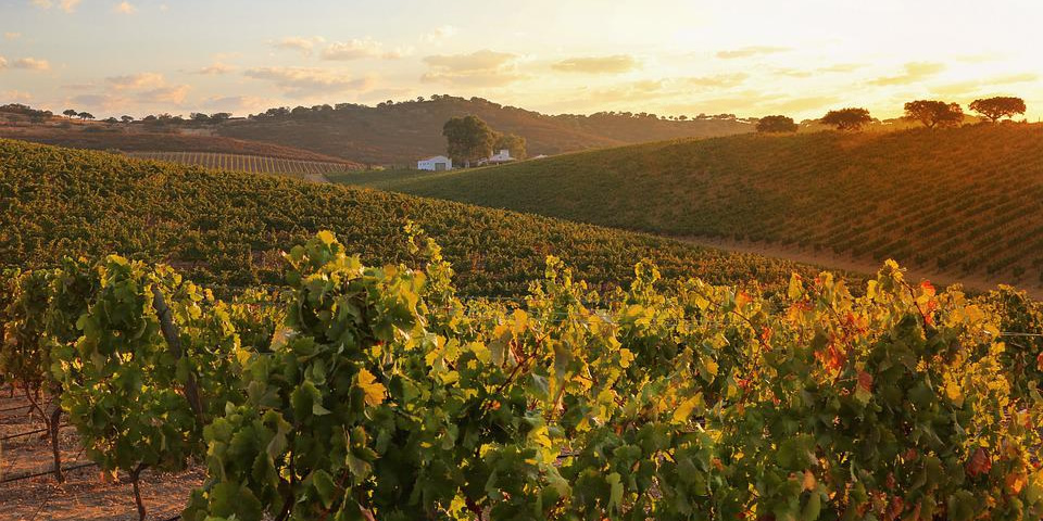 Alentejo Wine Route